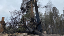 Власти Зауралья рассказали, что делают с горелым лесом после прошлогодних пожаров