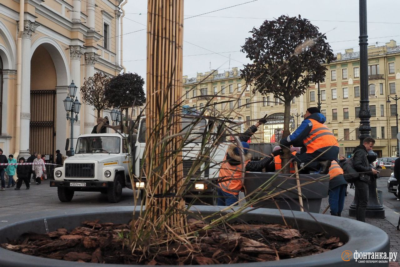 Деревья в горшках на Невском проспекте в Петербурге — что с ними сделают -  9 октября 2023 - ФОНТАНКА.ру