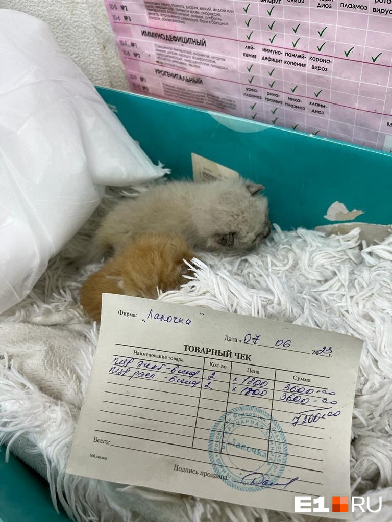 Уралец выкинул крошечных котят умирать за гаражи в Березовском: люди  попытались помочь, но сделали только хуже - 10 июня 2023 - e1.ru