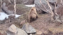 В Мурманской области всё чаще стали замечать медведей: в Териберке засняли опасную встречу