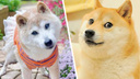 Умерла легендарная собака-мем Доге — как песик Кабосу взорвал интернет по всему миру