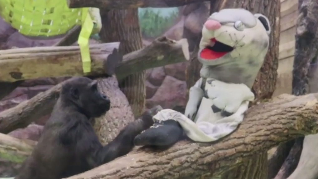 Кусали за хвост, разрывали морды: показываем видео, как в казанском зоопарке к гориллам забросили мягких «хищников»