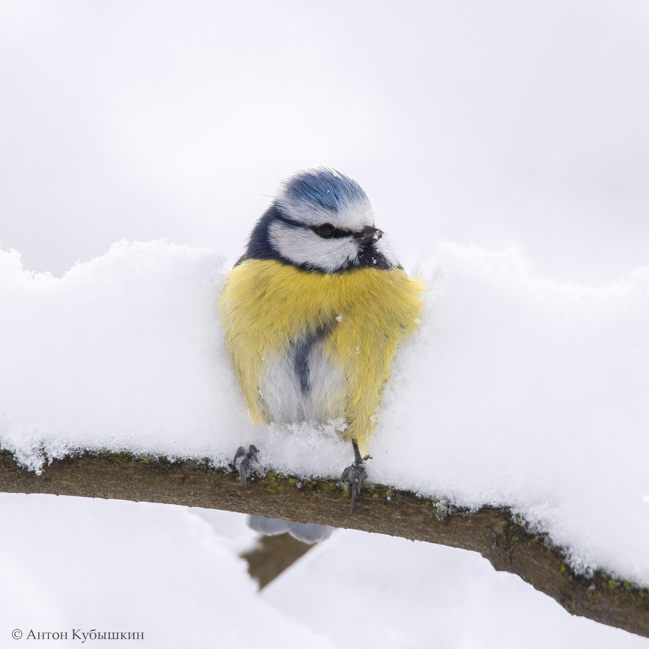 Где же весна? Синичка прячется в снегу, а сова — в дупле