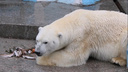 Белый медведь Кай из Новосибирского зоопарка поиграл с канистрой — прелестное видео с животным