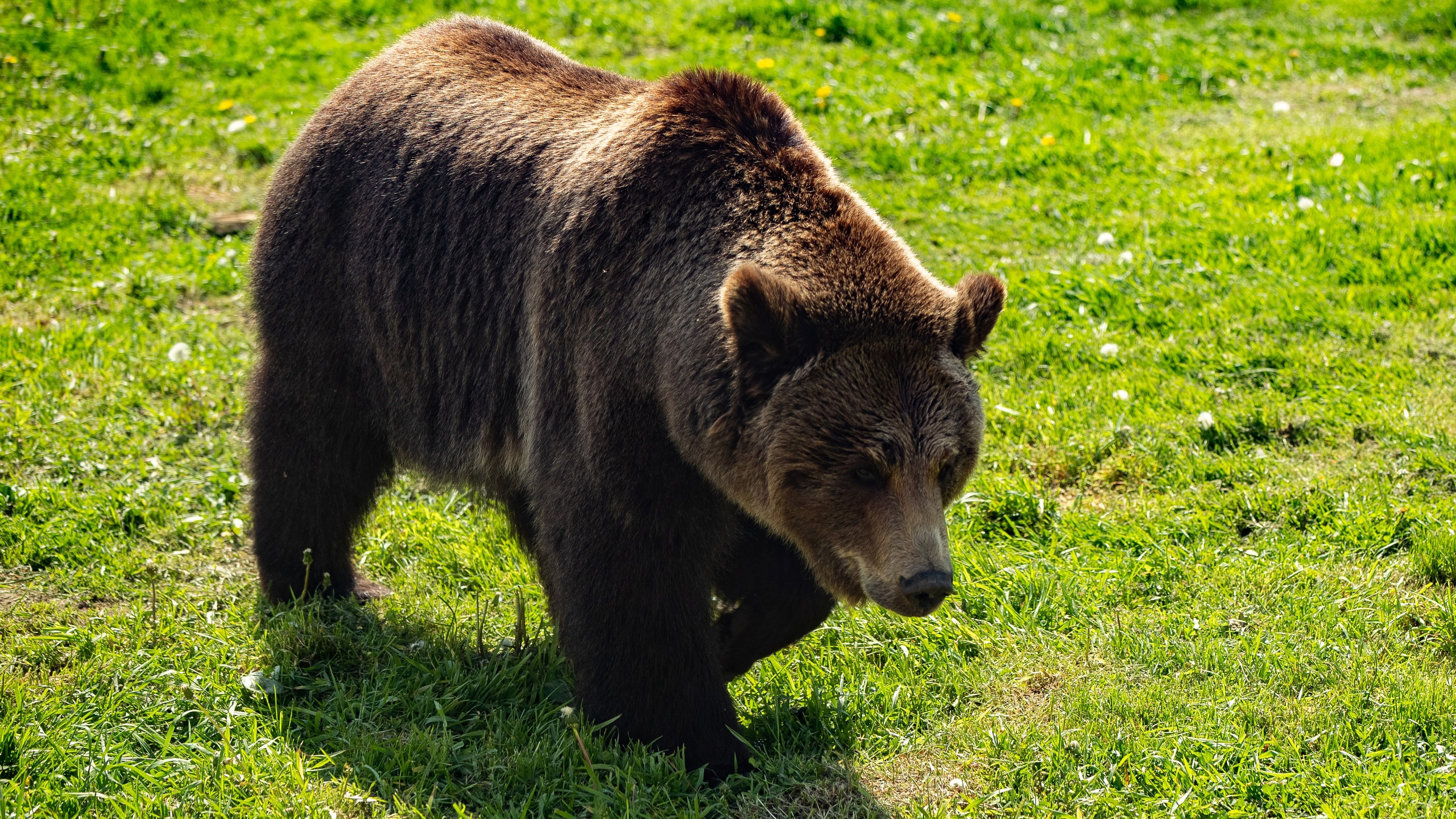 Свыше тысячи: в каких районах Ярославской области обитает больше всего медведей