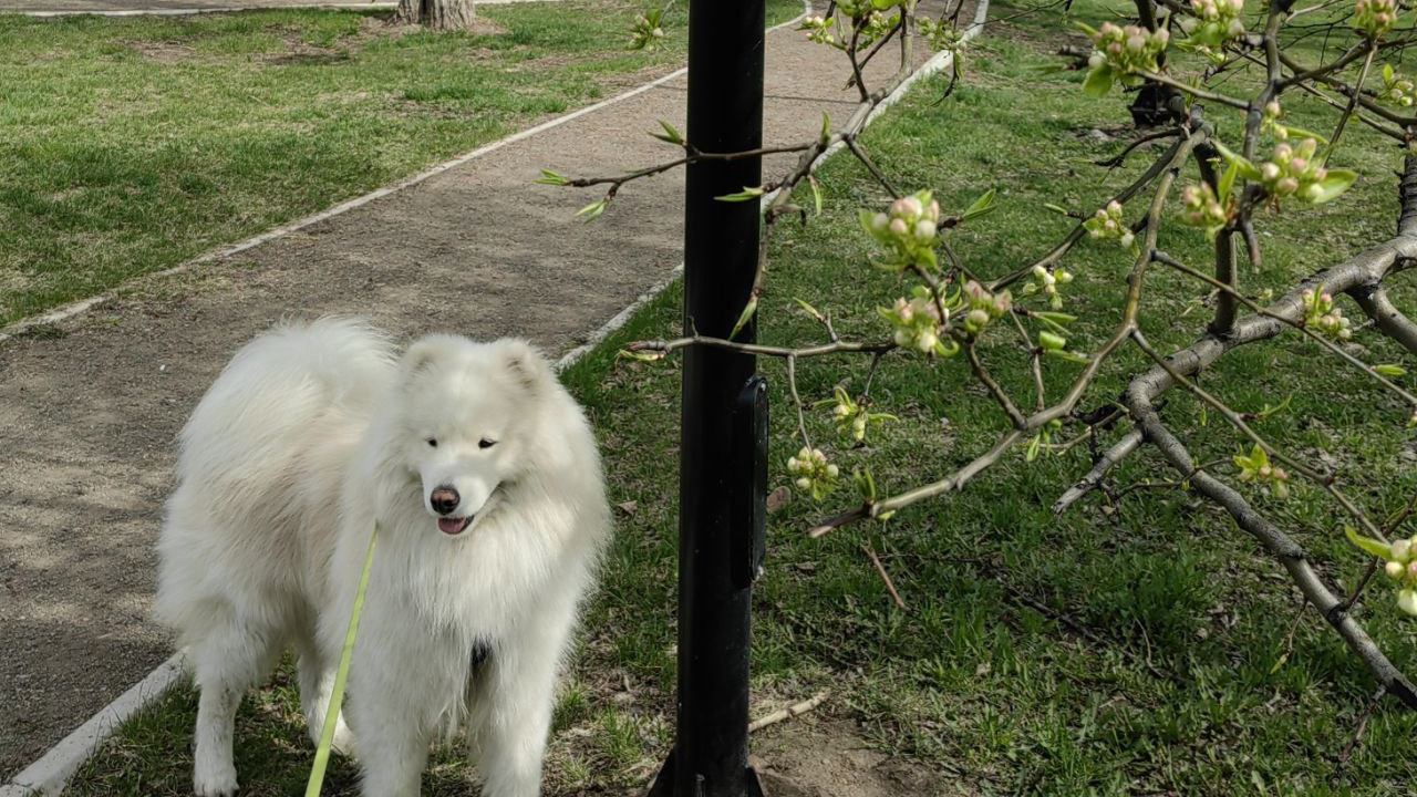Красноярск зазеленел, зацвели яблони и елки: смотрим фото, как в город наконец-то пришла настоящая весна