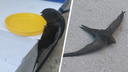 «Сезон неудачных приземлений»: сибирячка нашла лежачего стрижа — что делать, если вам тоже попалась птица