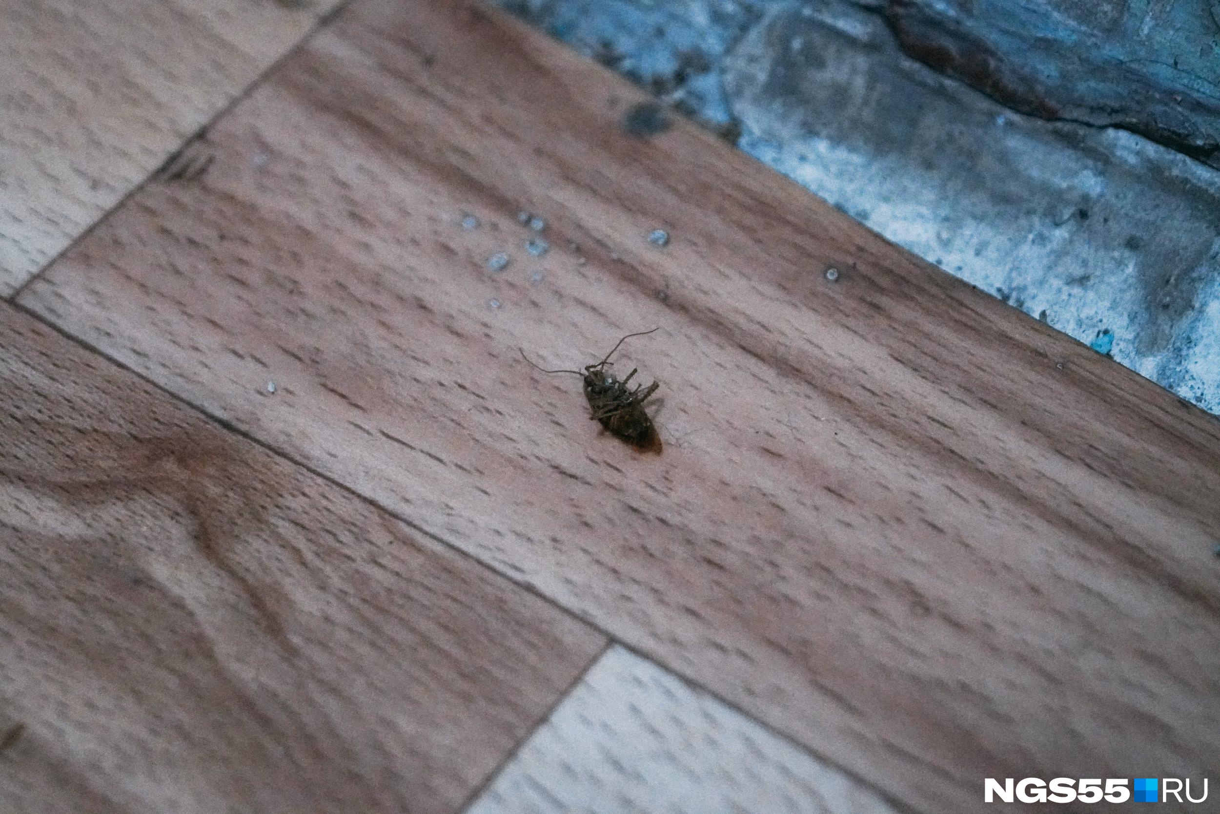 «Выживаем в постоянной борьбе с тараканами»: жительница Северо-Чемского обвинила соседку в антисанитарии