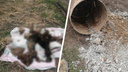 Бесхозную бочку с человеческими останками нашли в Емельяновском районе