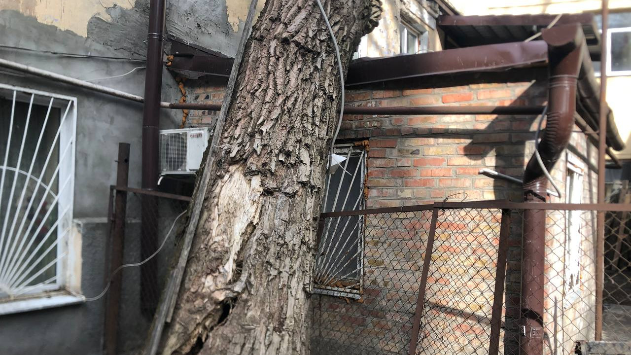 В центре Ростова большое дерево грозит упасть на жилой дом — почти год его удерживает только газовая труба