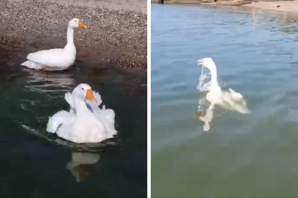 Гуси пришли на пляж Обского моря и показали отдыхающим, как нужно нырять, — забавное видео