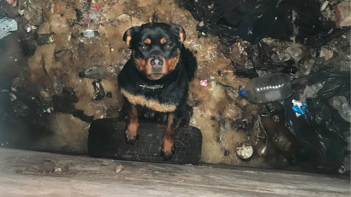«Счастью не было предела»: в Кургане спасли собаку, провалившуюся в яму уличного туалета