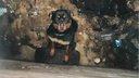 «Счастью не было предела»: в Кургане спасли собаку, провалившуюся в яму уличного туалета