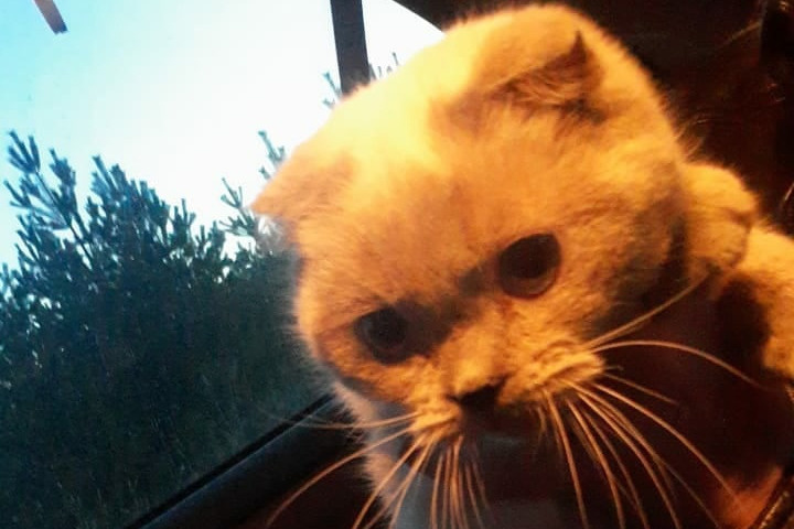 «Бизнес не пошел?» Под Екатеринбургом хозяин выбросил в поле дорогую кошку с котятами