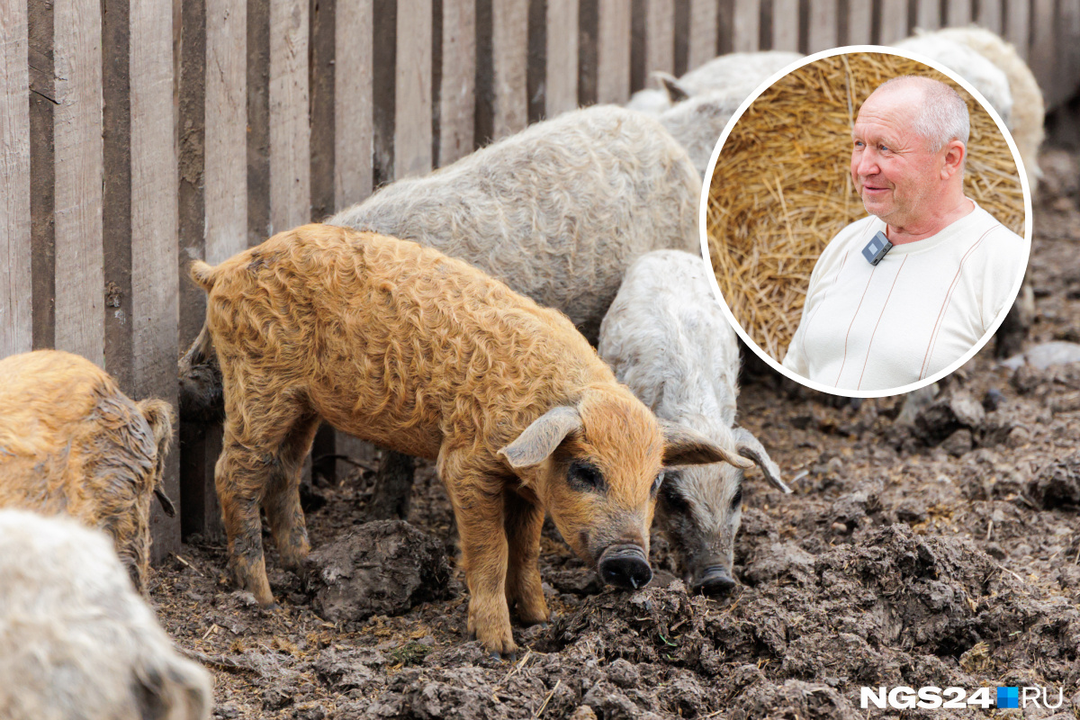 «Покупать породистую скотину сейчас в тренде»: история фермера, который планирует разбогатеть на кудрявых свиньях — фото