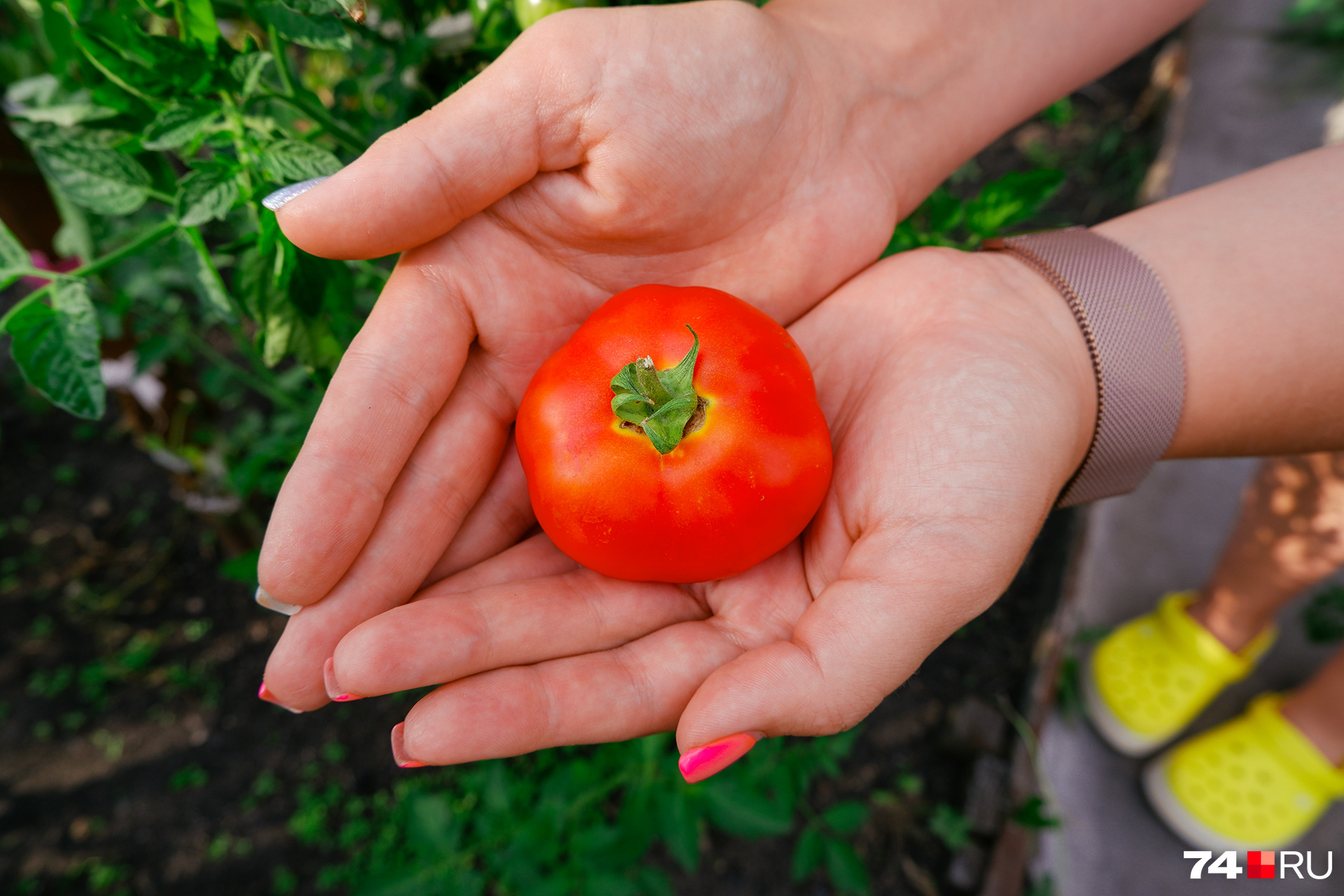 Опасность сочетания огурцов и помидоров в пище: почему это следует избегать