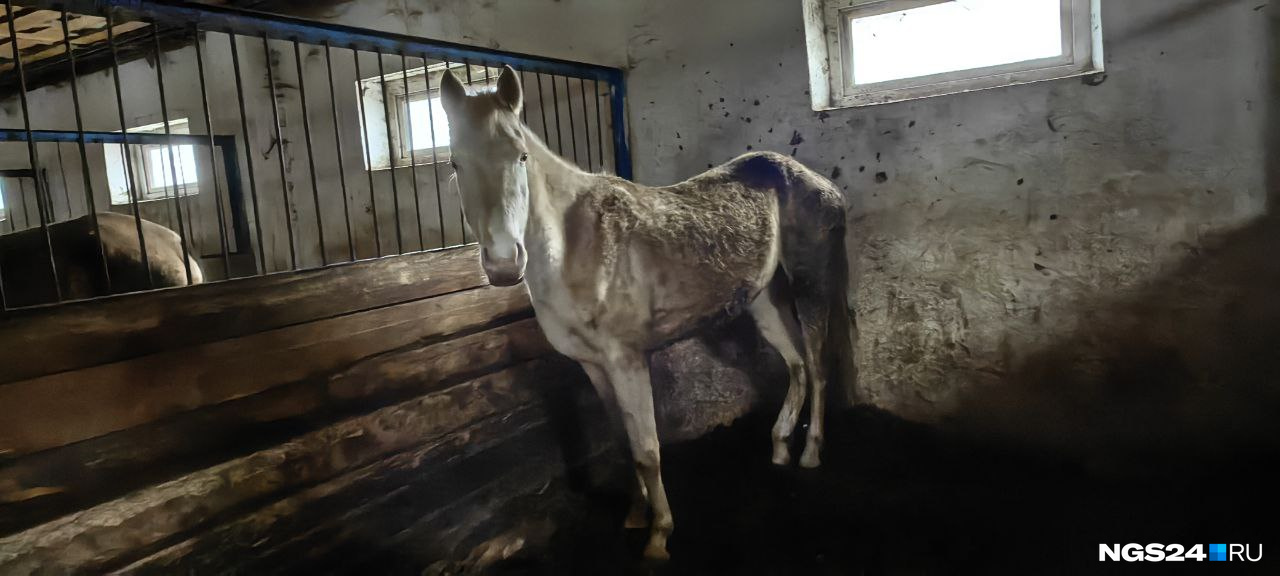 «Ни одна лошадь здесь не умерла»: на ипподроме «Мустанг» прокомментировали фотографии истощенных коней