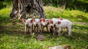 Взлетят ли цены на свинину из-за чумы на Дону? Отвечает эксперт по ценообразованию