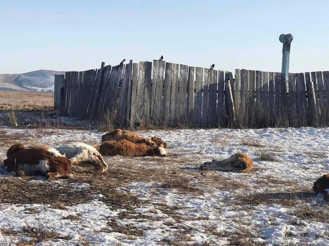 Власти Забайкалья: Фотографии туш коров около скотомогильника в селе были сделаны давно