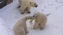 «Хотят играть, а она воспитывает»: белые медвежата устроили потасовку — видео из Новосибирского зоопарка