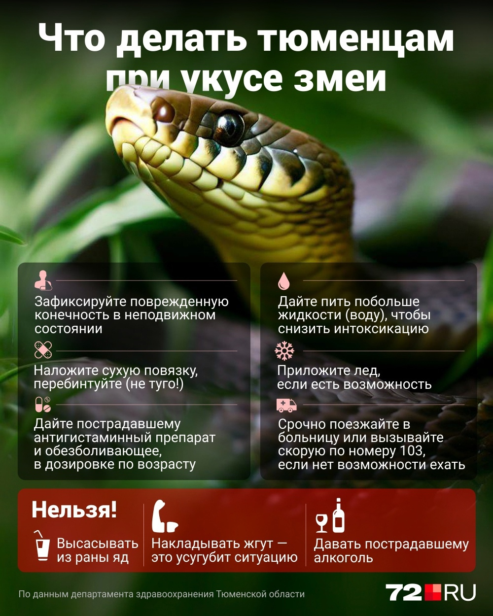 Что делать при укусе змеи в Тюмени: советы врачей и полезная инструкция ...