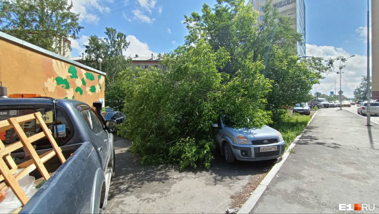 В Екатеринбурге дерево рухнуло на автомобиль. За неделю до этого чиновников просили спилить аварийный ствол