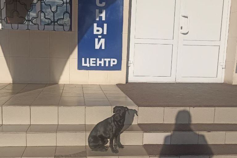 Собака в Чите проехала весь город в маршрутке и пришла в техникум
