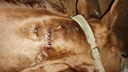 Медведь порвал шею лошади в Новосибирской области — фото пугающих ран
