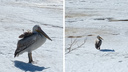 Гулял и подпускал к себе близко: жители онежской деревни неожиданно встретили пеликана
