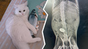 Пермские ветеринары спасли кота-копилку — пушистый съел рублевую монету и захворал