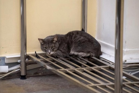 Неуловимый кот Паша больше месяца жил в воздуховоде Эрмитажа. Ночами он гулял и делал дела, где не надо