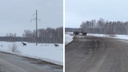Сразу шесть лосей перебежали дорогу в Новосибирской области — видео с немного неуклюжими животными