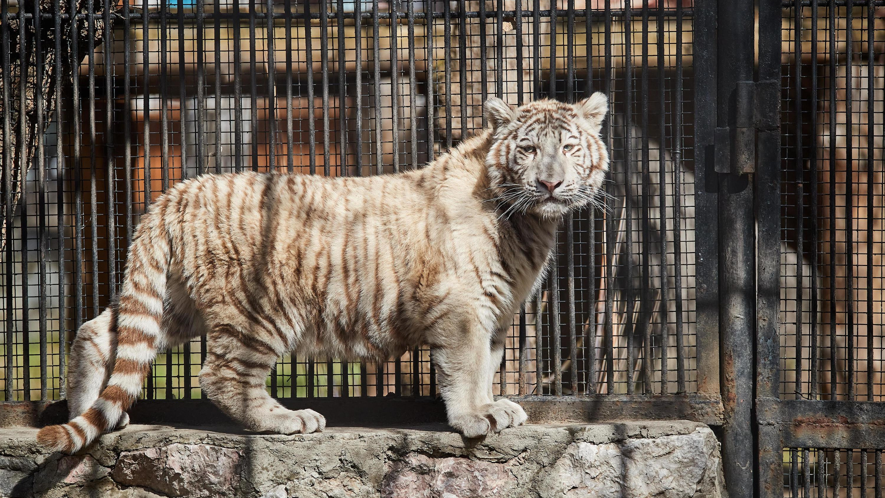 Достает соседку Заю: показываем, как обживается на новом месте тигренок — милое видео из Новосибирского зоопарка
