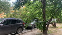 У машины выбито заднее стекло: возле дома на улице Урицкого второй день подряд падают деревья