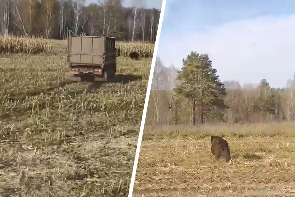 На машине, в поле: жители Новосибирской области прогнали в лес медведя — видео погони
