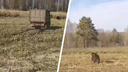На машине, в поле: жители Новосибирской области прогнали в лес медведя — видео погони