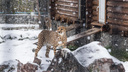 Гепардов, резвящихся в снегу, сняли на видео в Новосибирском зоопарке