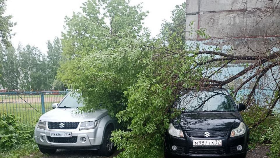 «Утренний сюрприз»: в Новосибирске дерево упало на две машины