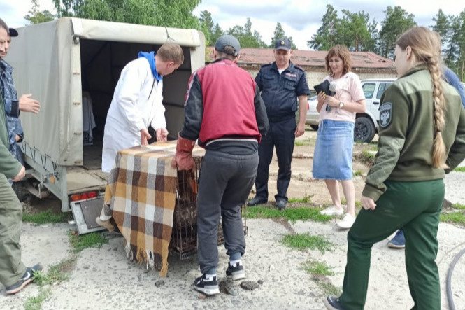 «Дрались с собаками и нападали на кур»: пять волков и одного питона поймали в Новосибирской области