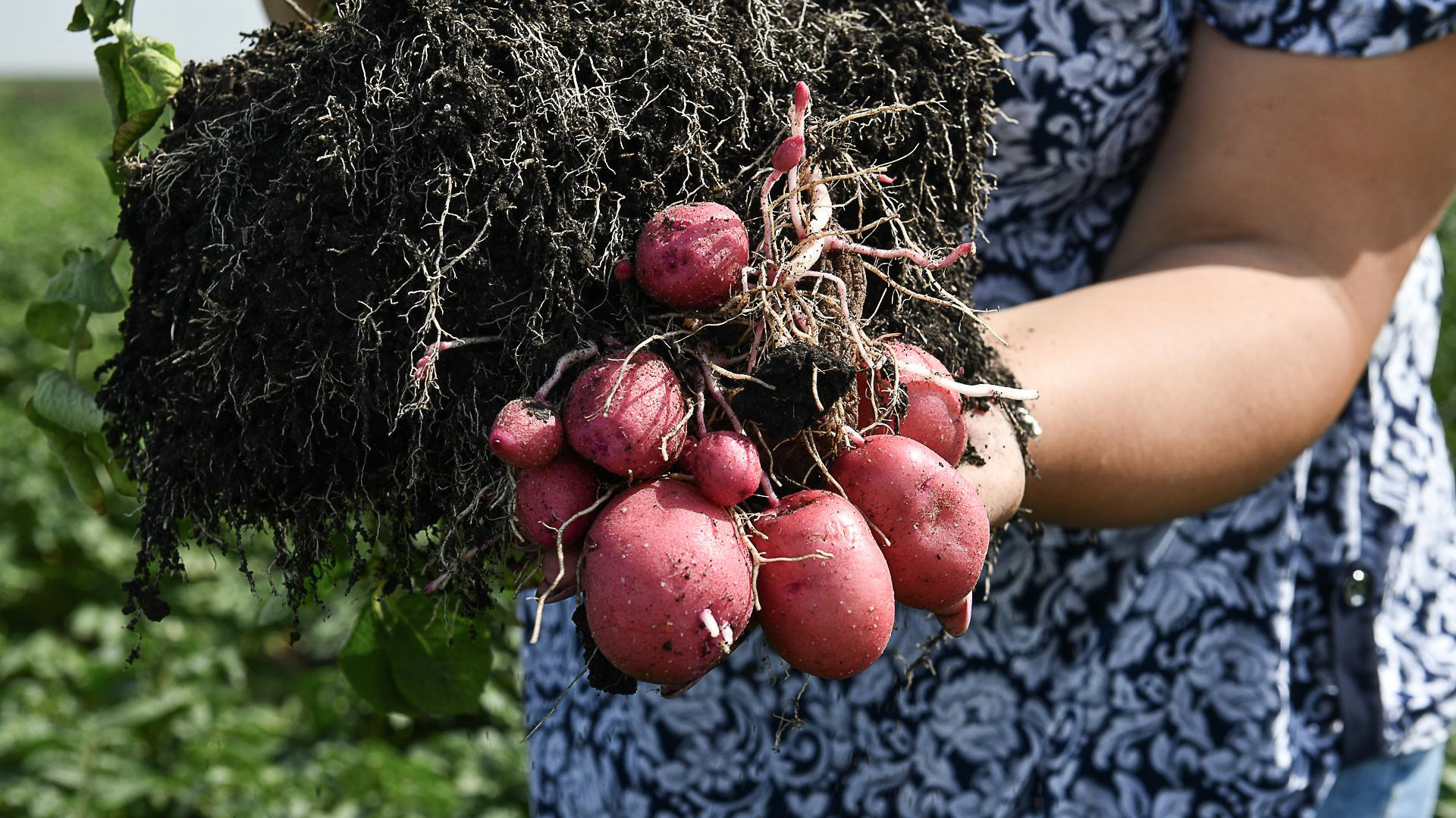 Когда сажать картошку? Тюменский агроном дала советы, как это правильно сделать и не потерять урожай