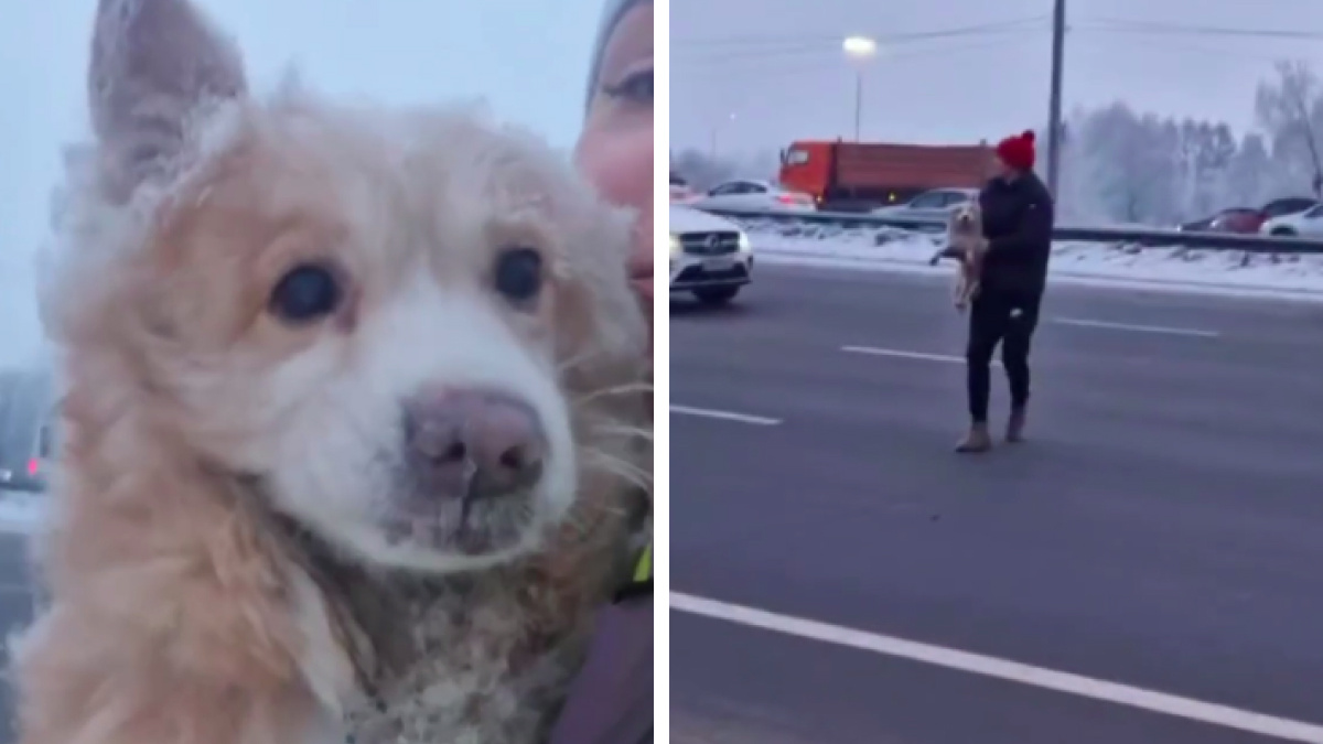 Водитель остановился на Октябрьском мосту и спас 12-летнего заблудившегося пса