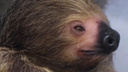 «Вот таким может быть понедельник»: новосибирский зоопарк показал видео с медлительным ленивцем