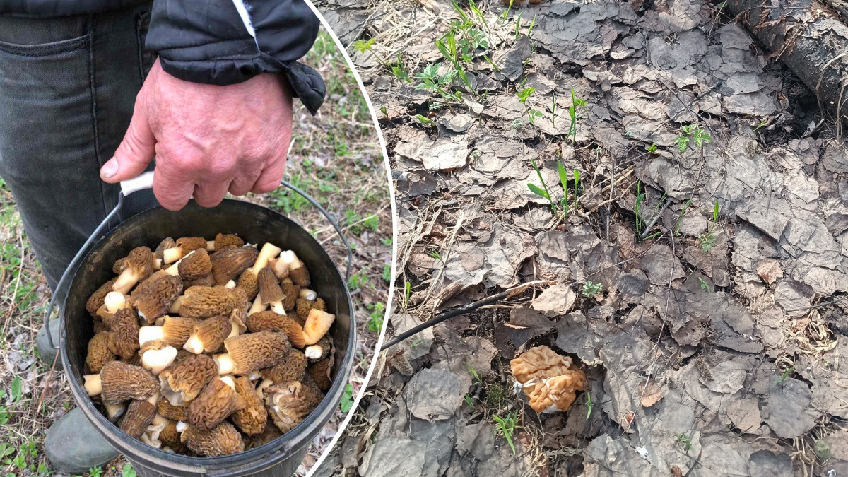 В Прикамье пошли первые грибы — сморчки и строчки. Где их искать, как обезвредить и что с ними готовить?