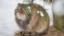 Ставят лапки на хвостик: как манулы встречают снежный ноябрь — 20 фото из Новосибирского зоопарка