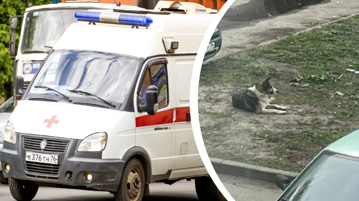 «Я слышала просто ор!»: ярославцы взбунтовались против хозяев собаки, которая напала на ребенка