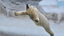 «Космические медвежата»: в Новосибирском зоопарке показали полет Белки и Стрелки — 5 забавных снимков