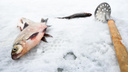 Первая жертва зимней рыбалки: мужчина погиб на глазах у людей в Приморье — видео