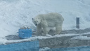 «Любит играть»: в зоопарке показали белую медведицу Шайну — смотрим видео ее прогулки