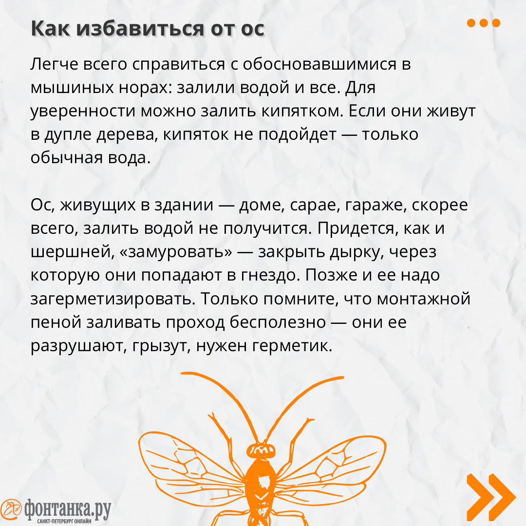 Почему так много ос в Петербурге, откуда они, как бороться с гнездами - 21  августа 2023 - ФОНТАНКА.ру