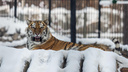 Новосибирский зоопарк готовится к зиме — некоторых животных перевели в теплые вольеры
